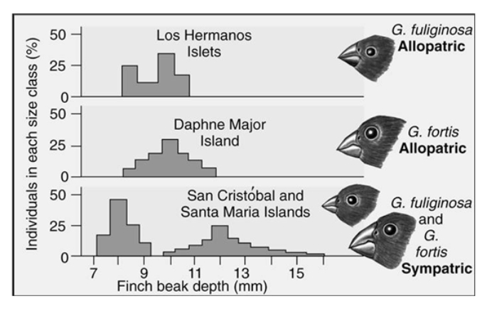 Two of Darwin's finches display a character displacement when they occur as sympatric species.Which of the statements correctly interprets the graph?   A) Both species have the same size beak on Santa Maria Island. B) Both species have the same size beaks on Daphne Major. C) Both species have the same size beaks on Los Hermanos Island. D) The two species have different beak sizes when they occur on the same island.