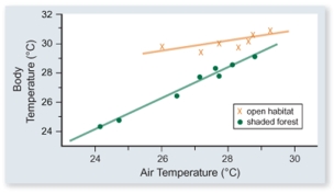 The figure included shows the body temperature of lizards versus air temperature in two different habitats-open and shaded forest.Which one of the following conclusions is best supported by these data.   A) Lizards are more active in open habitats. B) Lizards sunbathe more in open habitats. C) Lizards in shaded forest habitats eat more to maintain their temperature. D) The body temperature of lizards is more constant in open than in shaded forest habitats.