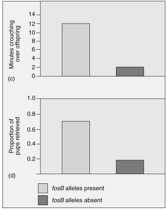 Which of the following is an appropriate interpretation for these graphs?   Maternal care (as measured by minutes crouching over offspring and proportion of pups retrieved)  in female mice that have the fosB allele is A) less than the maternal care given by female mice without the fosB allele. B) greater than the maternal care given by female mice without the fosB allele. C) the same as the maternal care given by female mice without the fosB allele. D) less than the maternal care given by female mice without the fosB allele; however, the graphs depict only minor differences, which are most likely not significant.