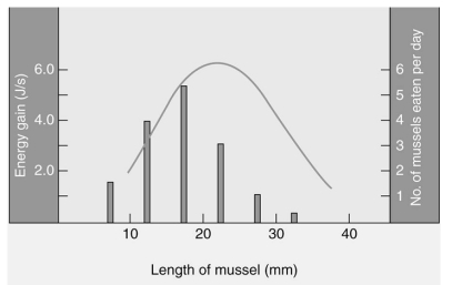 Which of the following is the best interpretation of the graph below of mussel size (x-axis)  versus energy gain (line graph, left y-axis) , and number of mussels eaten per day (histogram, right y-axis) ?   A) Mussels are selected as food sources by crabs. B) Crabs select mussels in a way that maximizes their energy gain. C) Mussel size does not seem to be a good predictor as to which mussel hungry crabs will select. D) Crabs tend to consume most of the largest mussels.