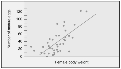 Male Mormon crickets choose larger females as their mates.Which of the following statements best interprets the graph?   A) Larger females live longer and thus produce more eggs. B) Larger females are capable of storing sperm. C) Larger females reproduce earlier than smaller females. D) Larger females lay more eggs.