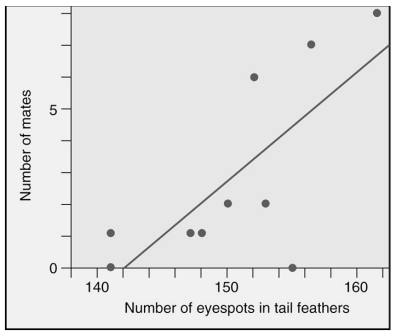 Pea fowl (peacocks and peahens)  show sexual dimorphism -- males have long blue-green tail feathers with eyespots, while females have short brown tail feathers.Which statement best describes the graphed data about peacocks?   A) There are no peacocks with less than 140 eyespots. B) The fewer eyespots that a peacock has in his tail, the more mates he attracts. C) Actually eyespots have very little to do with mate-attracting activities. D) The more eyespots that a peacock has in his tail, the more mates he attracts.