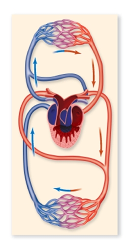 Which animal is likely to have the circulatory pattern shown in the figure?   A) frog B) mammal C) bird D) fish