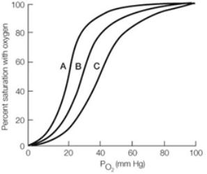   In the above graph, curve _______ is most likely the oxygen-binding curve for normal adult human hemoglobin, curve _______ is most likely that of llama hemoglobin (from a llama population that has lived in the mountains of Peru for thousands of years) , and curve _______ is most likely that of myoglobin. A) B, C, A B) C, B, A C) A, B, C D) B, A, C