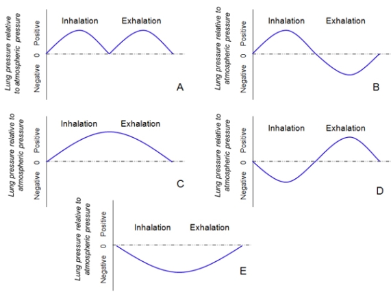What would a graph of internal lung pressure compared to atmospheric pressure look like during one inhalation/exhalation cycle in a frog?   A) A B) B C) C D) D