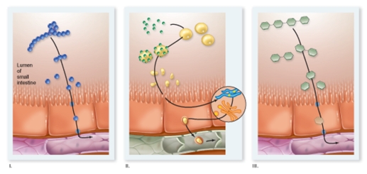   Which process in the diagram would occur the most after eating a fatty meal of french fries and ice cream? A) II B) I C) III D) II and III equally