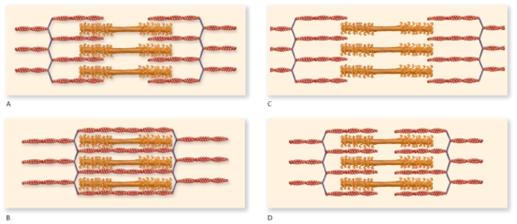 According to the figure, which one represents the muscle in an optimal condition for a strong contraction?   A) A B) B C) C D) D