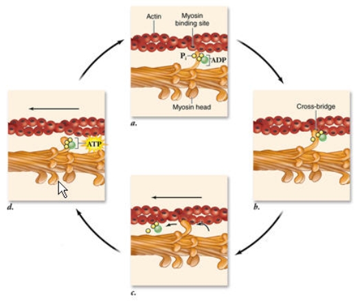 In the power stroke shown in panel c below, the thin filaments are pulled towards the center of the sarcomere.What is the specific sequence of events that occurs during a power stroke?   A) Release of the phosphate group -> release of ADP -> myosin head changes shape B) Release of ADP-> release of the phosphate group -> myosin head changes shape C) Release of ADP -> myosin head changes shape -> release of the phosphate group D) Release of the phosphate group -> myosin head changes shape -> release of ADP