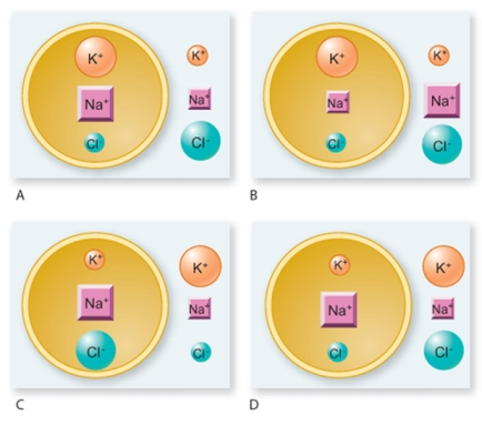 Which diagram correctly illustrates the distribution of ions in a resting neuron? (Note: A larger symbol indicates a higher concentration of that ion.)    A) A B) B C) C D) D