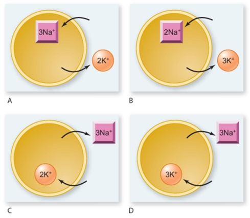 Which figure correctly illustrates the mechanism of action of the sodium-potassium pump?   A) A B) B C) C D) D