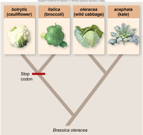   (Note the phylogeny is drawn with diagonal branches rather than the rectangular branches seen in the text.)  If the stop codon in the Brassica plant CAL gene appeared in the cauliflower lineage after broccoli and cauliflower had diverged from each other, it would be expected that A) both broccoli and cauliflower flowers would be arrested as buds. B) both broccoli and cauliflower would develop flowers normally. C) broccoli would develop flowers normally, and cauliflower flowers would be arrested as buds. D) cauliflower would develop flowers normally, and broccoli flowers would be arrested as buds.
