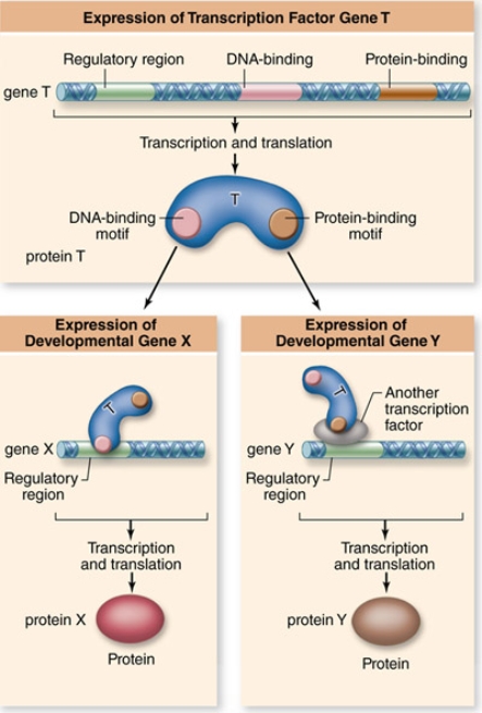   A mutation in the transcription factor protein shown, protein T, disrupts the function of its DNA-binding motif.The most likely result of this mutation would be that A) protein T can no longer directly interact with DNA, but it can still regulate gene expression through a second transcription factor. B) protein T can no longer interact with other transcription factor proteins, but it can still regulate gene expression by directly binding to DNA. C) protein T can no longer regulate gene expression. D) protein T can still regulate gene expression by interacting directly with DNA regulatory regions.