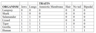 Choose the true statement about the morphological data in the chart shown below.The  1  in the box means the trait is present and the  0  indicates that the trait is absent.(Note: All of the characteristics across the top of the columns are considered  TRAITS  for purposes of reading the chart.) .   A) All organisms in this chart share all of the derived characteristics. B) Only the gorilla and humans share all of the derived characteristics. C) The lamprey is the only outgroup since it has none of the derived characteristics. D) The salamander and the tiger together are the outgroup because they only share two of the derived characteristics (jaws and lungs) .