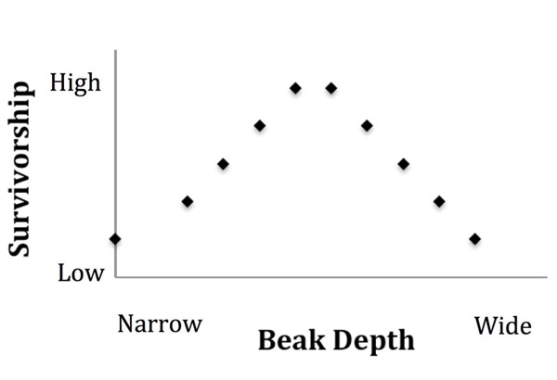The figure below shows the relationship between beak depth in the medium ground finch on Daphne Major and relative fitness.Assuming that beak depth is heritable, what do you predict about beak depth in the next generation?   A) Mean beak depth will decrease. B) Mean beak depth will increase. C) Mean beak depth will stay about the same. D) Mean beak depth in the next generation cannot be predicted using this data.