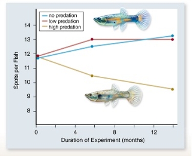   In the experiment above, guppy color patterns (spots)  were measured in populations exposed to increasing amounts of predation.From this you could conclude that ____ . A) evolutionary changes take millions of years to appear B) predators are less likely to catch and eat brightly colored guppies C) predators are more likely to catch and eat brightly colored guppies D) brightly colored guppies are more likely to reproduce in the presence of predators