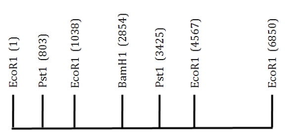 A 6.85 kb EcoRI fragment of DNA is shown below.The location of several restriction sites is indicated.Scale is approximate.   If you were to completely digest this fragment of DNA with PstI, how many pieces of DNA would you obtain? A) 1 B) 2 C) 3 D) 4
