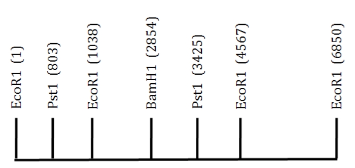 A 6.85 kb EcoRI fragment of DNA is shown below.The location of several restriction sites is indicated.Scale is approximate.   If you were to digest this DNA with PstI, which length of DNA fragment would migrate the fastest on an agarose gel? A) 803 B) 2622 C) 3425 D) 235