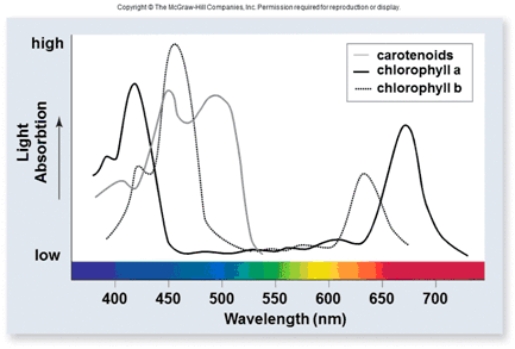   Based on a variety of experiments, it is known that the rate of photosynthesis is highest when wavelengths of light between 400 and 500 nm are used, and when wavelengths around 700 nm are used.What does this indicate about the relative importance of chlorophyll a and b in photosynthesis? A) Reflection of light by chlorophyll a and b is essential for the process of photosynthesis B) Absorption of light by chlorophyll a and b is essential for the process of photosynthesis C) Transmission of light by chlorophyll a and b is essential for the process of photosynthesis D) Chlorophyll a and b are much less important than other pigments in the reflection, absorption and transmission of light relevant to photosynthesis