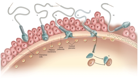 In this diagram, which of the following numbers represents the actual event of egg activation?   A) I B) II C) III D) IV
