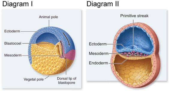 In the diagram, which of the following is true?   A) Both diagrams show developmental sequences occurring in the same animal. B) Both diagrams show blastulae. C) Diagram II shows gastrulation in a bird. D) Diagram I shows gastrulation in a frog.