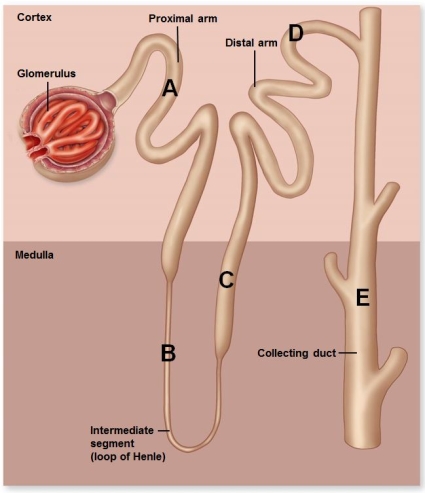   According to the above figure, which letter corresponds to the lowest tubular fluid osmolarity under normal conditions? A) A B) B C) C D) D