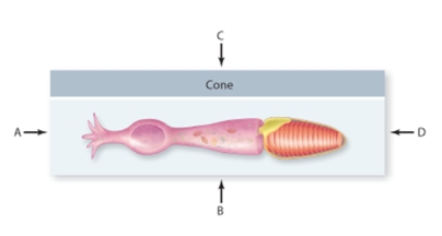 Which letter indicates the direction of incoming light in a typical vertebrate?   A) A B) B C) C D) D