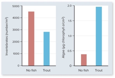 The following figure shows studies in a stream where enclosures were set up either with trout or with no trout.Which statement is a correct interpretation of the graph about trout,invertebrates,and algae?   A) If trout are present in a system,algae production is low and invertebrate population levels are also low. B) If trout are present in a system,algae production is high and invertebrate population levels are also high. C) If trout are present in a system,algae production is high and invertebrate population levels are low. D) Trout do not seem to affect the algae production; only the invertebrate populations are affected. E) Trout do affect the algae production but not the invertebrate populations.