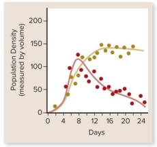 Which statement correctly interprets the graph?   A) Paramecium caudatum drives Paramecium aurelia to near extinction. B) Paramecium aurelia drives Paramecium caudatum to near extinction. C) Paramecium caudatum and Paramecium aurelia are able to compete for the same resource and their population densities are not affected. D) Paramecium caudatum and Paramecium aurelia are unable to exist and both populations go extinct after 24 days.