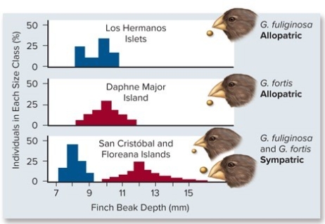 Two of Darwin's finches display a character displacement when they occur as sympatric species.Which of the statements correctly interprets the graph?   A) Both species have the same size beak on Santa Maria Island. B) Both species have the same size beaks on Daphne Major. C) Both species have the same size beaks on Los Hermanos Island. D) The two species have different beak sizes when they occur on the same island. E) The two species feed on different food resources; one feeds on seeds while the other feeds on insects.