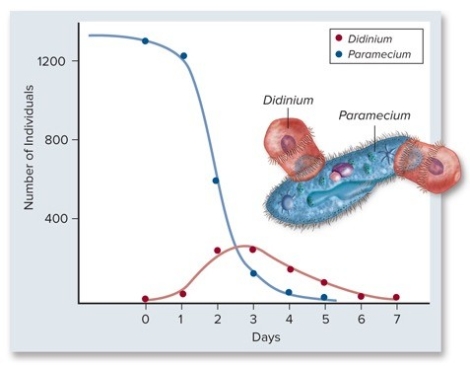 Which statement is the correct interpretation of the graph?    A) The population of Didinium goes extinct with the addition of Paramecium on day 4. B) The population of Didinium continues to increase and remains high even after the extinction of the Paramecium. C) The population of Paramecium goes extinct with the addition of Didinium on day 8. D) The population of Didinium increased but then went extinct after the population of Paramecium went extinct. E) The population of Didinium is able to increase at the expense of the Paramecium population.After a brief period both populations are able to coexist.