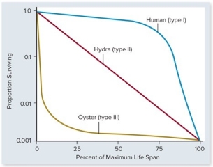   -Which of the following statements about the graph is true? A) Oysters live longer than Hydra. B) Hydra and humans have parallel life spans. C) Humans and oysters have similar life spans. D) Humans have low mortality rates early in life. E) Oysters have high mortality rates late in life.