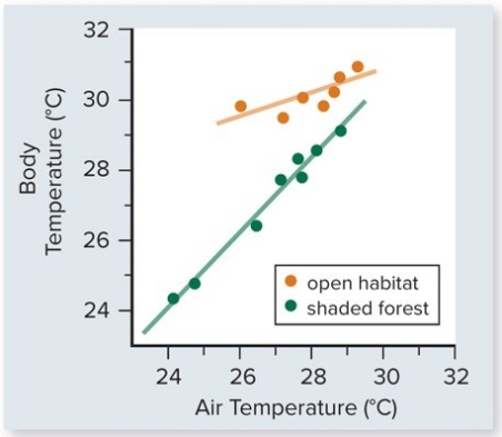 The figure included shows the body temperature of lizards versus air temperature in two different habitats-open and shaded forest.Which one of the following conclusions is best supported by these data.   A) Lizards are more active in open habitats. B) Lizards sunbathe more in open habitats. C) Lizards in shaded forest habitats eat more to maintain their temperature. D) The body temperature of lizards is more constant in open than in shaded forest habitats. E) The negative effect of air temperature on body temperature is less in shaded forest habitats because the temperature varies less there.
