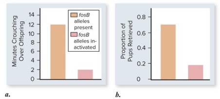 Which of the following is an appropriate interpretation for these graphs?   Maternal care (as measured by minutes crouching over offspring and proportion of pups retrieved) in female mice that have the fosB allele is  A) less than the maternal care given by female mice without the fosB allele. B) greater than the maternal care given by female mice without the fosB allele. C) the same as the maternal care given by female mice without the fosB allele. D) less than the maternal care given by female mice without the fosB allele; however,the graphs depict only minor differences,which are most likely not significant. E) not possible to determine from the data.