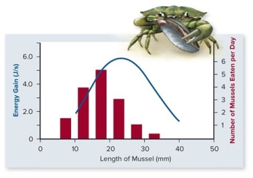 Which of the following is the best interpretation of the graph below of mussel size (x-axis) versus energy gain (line graph,left y-axis) ,and number of mussels eaten per day (histogram,right y-axis) ?    A) Mussels are selected as food sources by crabs. B) Crabs select mussels in a way that maximizes their energy gain. C) Mussel size does not seem to be a good predictor as to which mussel hungry crabs will select. D) Crabs tend to consume most of the largest mussels. E) Crabs prefer the mussels with the smallest length for their food resources.