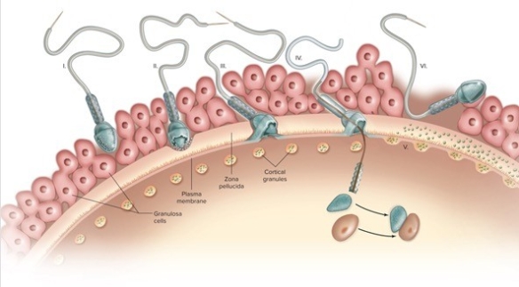 In this diagram,which of the following numbers represents the actual event of egg activation?   A) I B) II C) III D) IV E) V