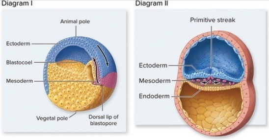 Which of the following is an accurate statement?   A) Both diagrams show developmental sequences occurring in the same animal. B) Both diagrams show blastulae. C) Diagram II shows gastrulation in a bird. D) Diagram I shows gastrulation in a frog. E) Diagram I shows gastrulation in a mammal and diagram II shows gastrulation in a reptile.