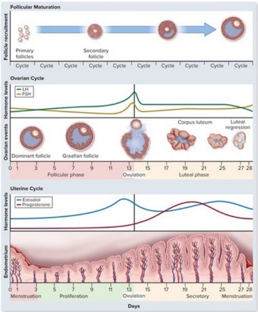   -According to the figure,what is occurring during day 2? A) ovulation B) release of corpus luteum C) menstruation D) luteal regression E) copulation