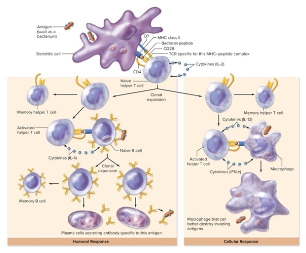 Referring to the figure showing helper T cell function,which statements are true? (Check all that apply.)     A) Cytokines are produced in both diagrams. B) Antigens play a role in both diagrams. C) Naïve cells are involved in diagram I. D) The humoral response is represented in diagram II.