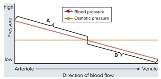 The graph below can be used to understand the forces underlying the movement of fluid between the blood and the interstitial fluid.What is a true statement concerning these processes?   A) Sodium ions contribute significantly to the movement of fluid in region B. B) In people suffering from severe liver disease or protein starvation,the fluid flow in region B is increased. C) Edema results from reduction of fluid flow in region A. D) Fluid leaves the blood in region A and returns to the blood in region B. E) Normally,the net amount of fluid flow in region A is less than the net amount of fluid flow in region B.