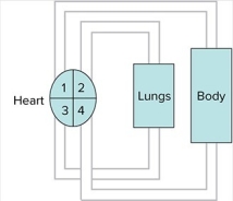 Refer to the diagram below of the mammalian circulatory system.   If blood is going from the lungs to space 3,what is the name of space 3? A) left ventricle B) left atrium C) right ventricle D) right atrium E) pulmonary vein
