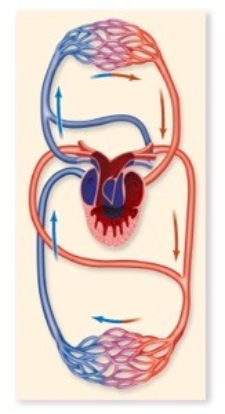 Which animal is likely to have the circulatory pattern shown in the figure?   A) frog B) crocodile C) bird D) mammal E) fish