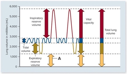   In the above graph,what does the A represent? A) anatomical dead space B) air that helps keep the alveoli inflated (open) after forced exhalation C) air that is not used for gas exchange D) air with a concentration of oxygen higher than that of air outside the body E) air from a previous breath that does not mix with newly-inhaled air of the next breath
