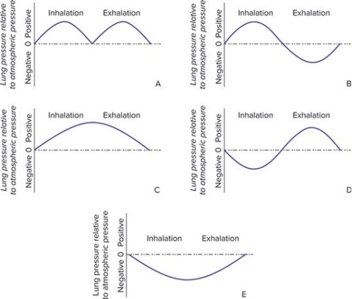 What would a graph of internal lung pressure compared to atmospheric pressure look like during one inhalation/exhalation cycle in a frog?   A) A B) B C) C D) D E) E