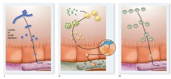   Which process in the diagram causes the greatest insulin release? A) II B) III C) I D) both I and II equally E) both II and III equally