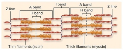 Shown below is part of a myofibril from a relaxed muscle fiber.Which of the labeled regions will NOT shorten when the muscle contracts?   A) A band B) H band C) I band D) Sarcomere