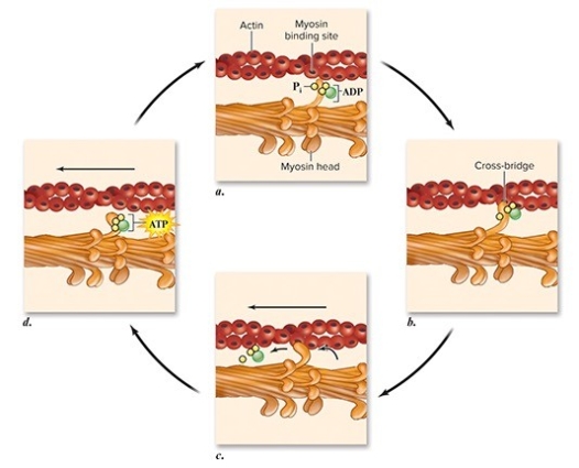 In the power stroke shown in panel c below,the thin filaments are pulled towards the center of the sarcomere.What is the specific sequence of events that occurs during a power stroke?   A) Release of the phosphate group -> myosin head changes shape -> release of ADP B) Release of the phosphate group -> release of ADP -> myosin head changes shape C) Release of ADP -> myosin head changes shape -> release of the phosphate group D) Myosin head changes shape -> release of the phosphate group -> release of ADP E) Release of ADP-> release of the phosphate group -> myosin head changes shape