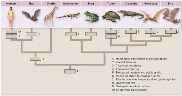   Based on the above diagram and other information from your text,what is the most likely (e.g.,most parsimonious) explanation for the evolution of flight in vertebrates? A) Wings evolved once in vertebrates (e.g.,the common ancestor of all terrestrial vertebrates had wings) and wings were subsequently lost in all but three lineages: bats,pterosaurs and birds. B) The common ancestor of all terrestrial vertebrates was wingless and wings evolved independently three different times: in bats,in pterosaurs and in birds. C) The common ancestor of all terrestrial vertebrates was wingless and wings evolved independently two different times: once in bats and once in the common ancestor of birds,pterosaurs and dinosaurs. D) The common ancestor of all terrestrial vertebrates was wingless and wings evolved independently three different times: in bats,in pterosaurs and in the common ancestor of birds and dinosaurs. E) The common ancestor of all terrestrial vertebrates was wingless and wings evolved independently three different times: in bats,in birds and in the common ancestor of pterosaurs and dinosaurs.