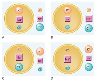 Which diagram correctly illustrates the distribution of ions in a resting neuron? (Note: A larger symbol indicates a higher concentration of that ion.)    A) A B) B C) C D) D