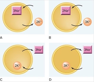 Which figure correctly illustrates the mechanism of action of the sodium-potassium pump?   A) A B) B C) C D) D
