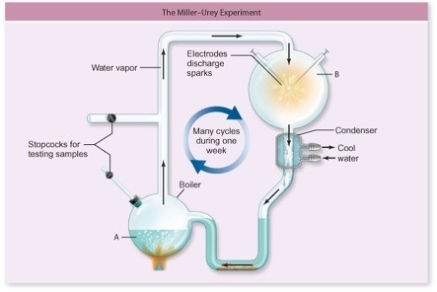 The apparatus in the figure was used by Stanley Miller and Harold Urey to study the origin of life on Earth.What compound was excluded from the apparatus so that it would form a reducing atmosphere?   A) CO<sub>2</sub> B) O<sub>2</sub> C) NH<sub>3</sub> D) H<sub>2</sub> E) H<sub>2</sub>O